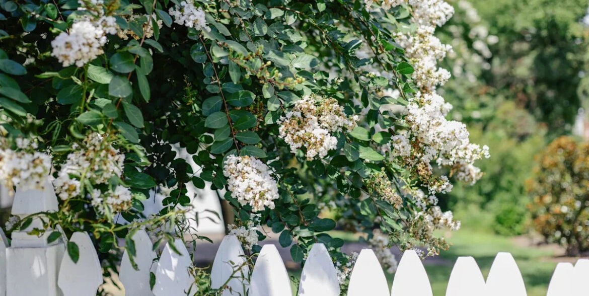 Can you cut a neighbour's tree if it overhangs your garden? The rules explained to avoid a £20k fine