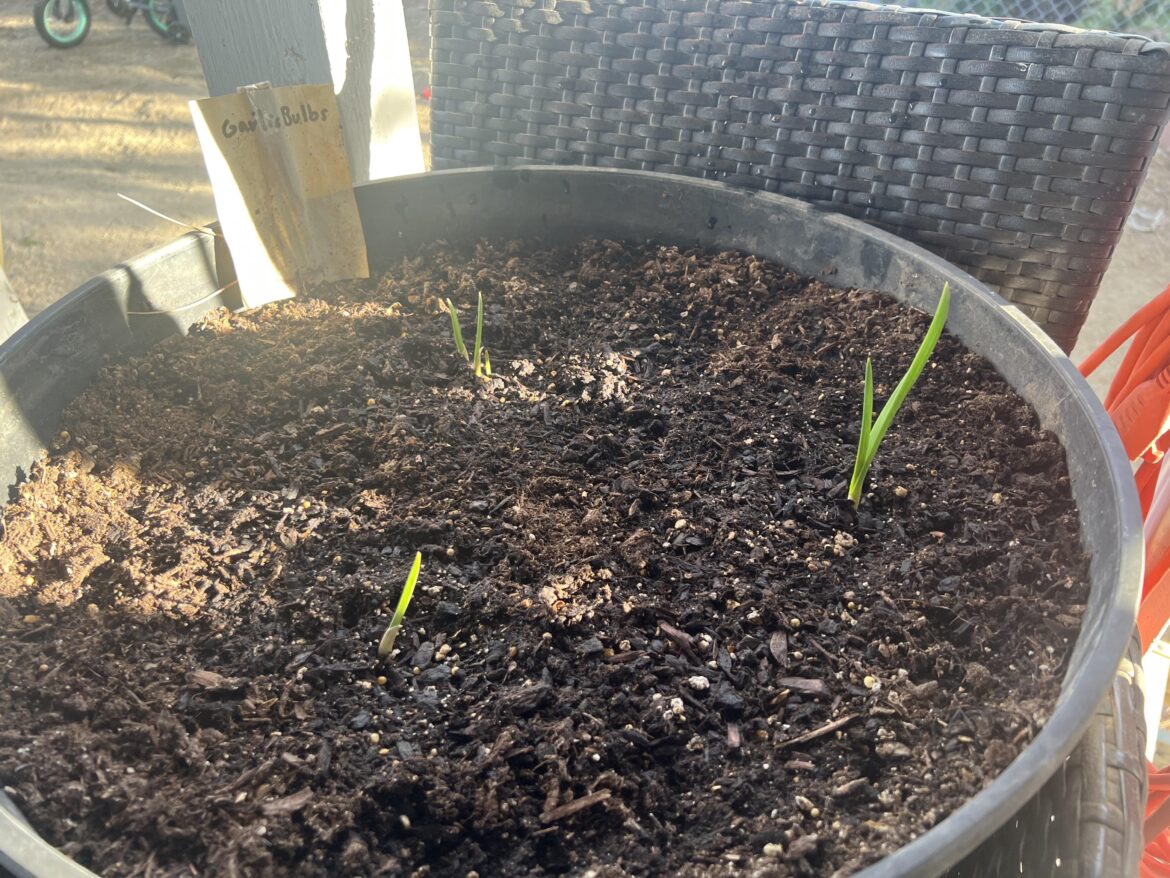 Garlic going great!
