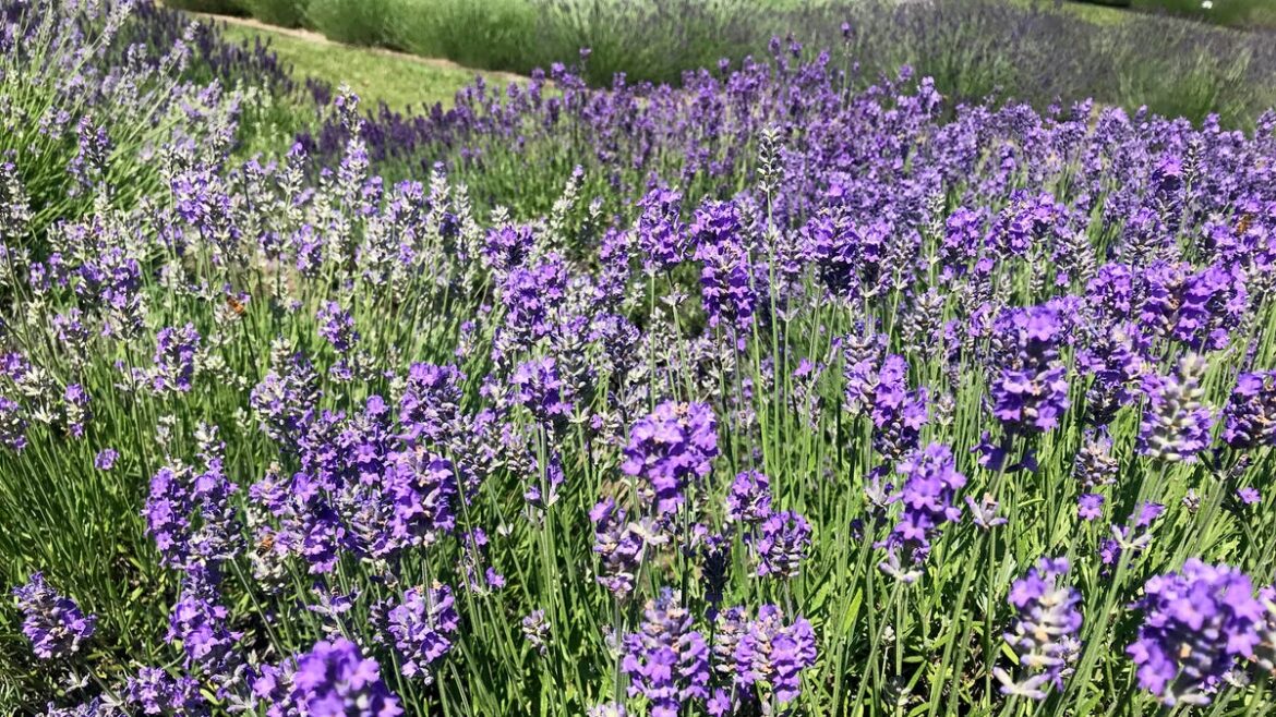 Sandusky garden club hosts perennial plant sale May 16