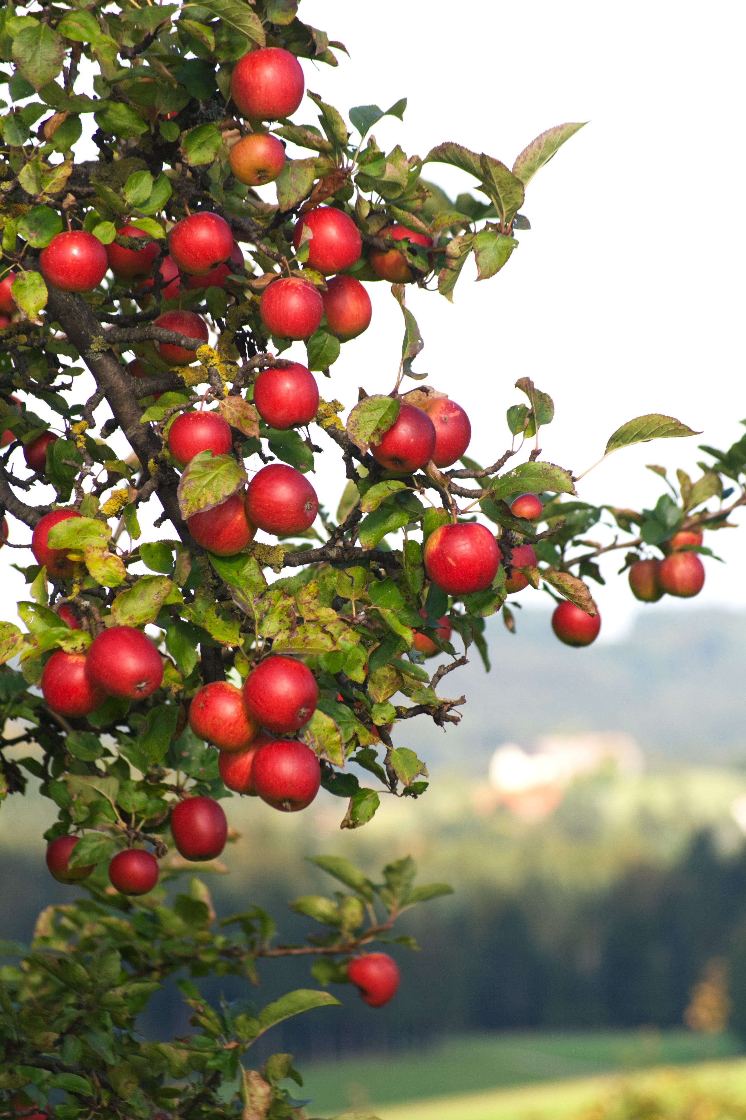lots of ripe apple on tree with red delicious fruits