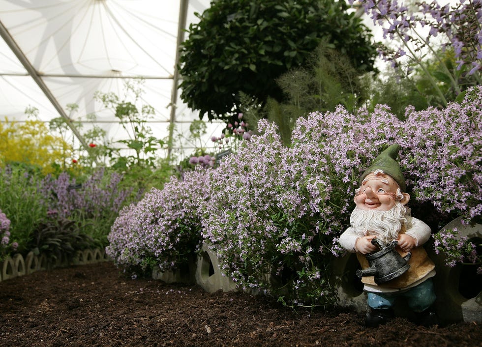 london, england may 18: a gnome sits on the jekkas herb farm stand at chelsea flower show, on may 18, 2009 in london, england. judges however have banned borage the gnome and all gnomes saying they are too tacky. the internationally renowned horticultural show runs from may 19 23, showcasing the latest gardening trends including several credit crunch gardens. (photo by dan kitwood/getty images)