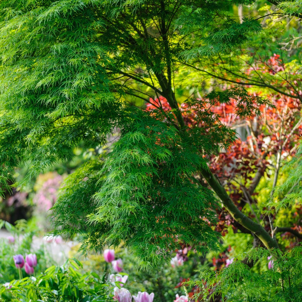 woodhill manor spring (7th may 2020) woodhill manor spring (7th may 2020)