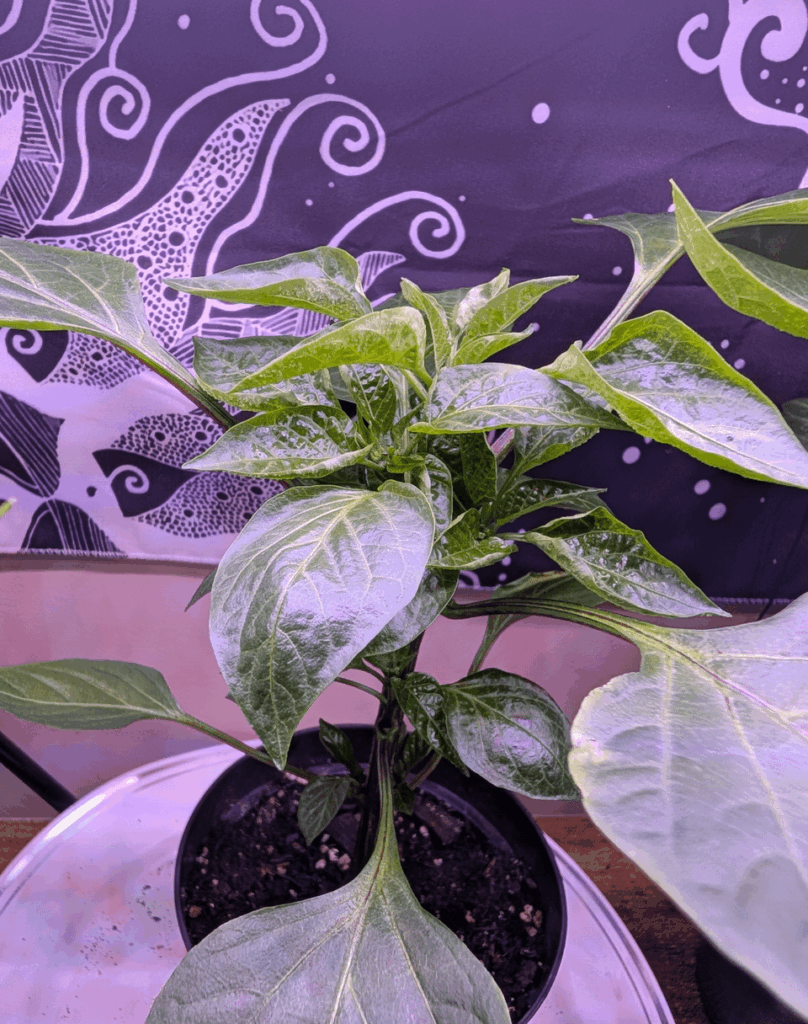 Need advice reviving my pepper plants!!😭