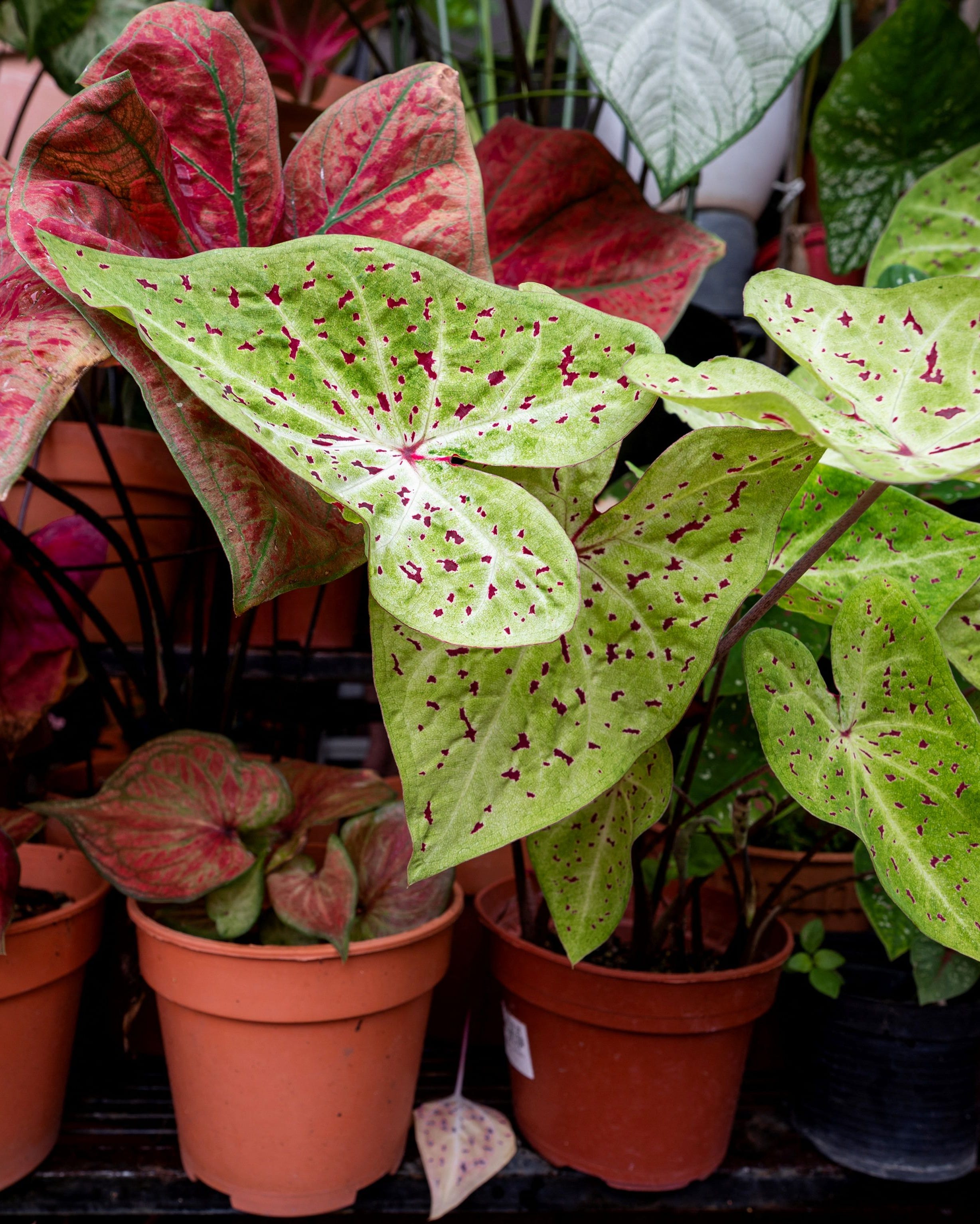 malaysia health virus lifestyle gardening