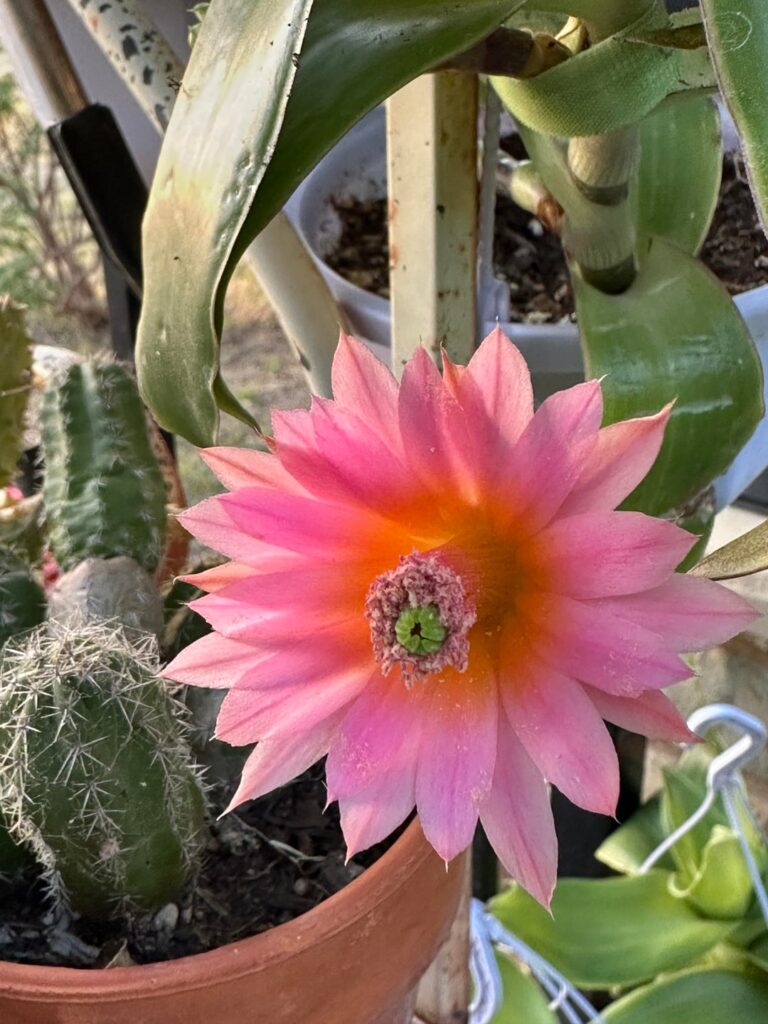 First one to bloom this year