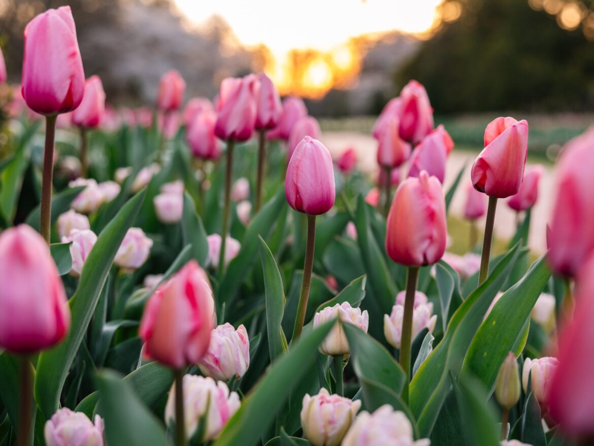 Spring Blooms Return To Longwood Gardens – Town Square Delaware LIVE 757984 Spring Blooms Mathias Becca