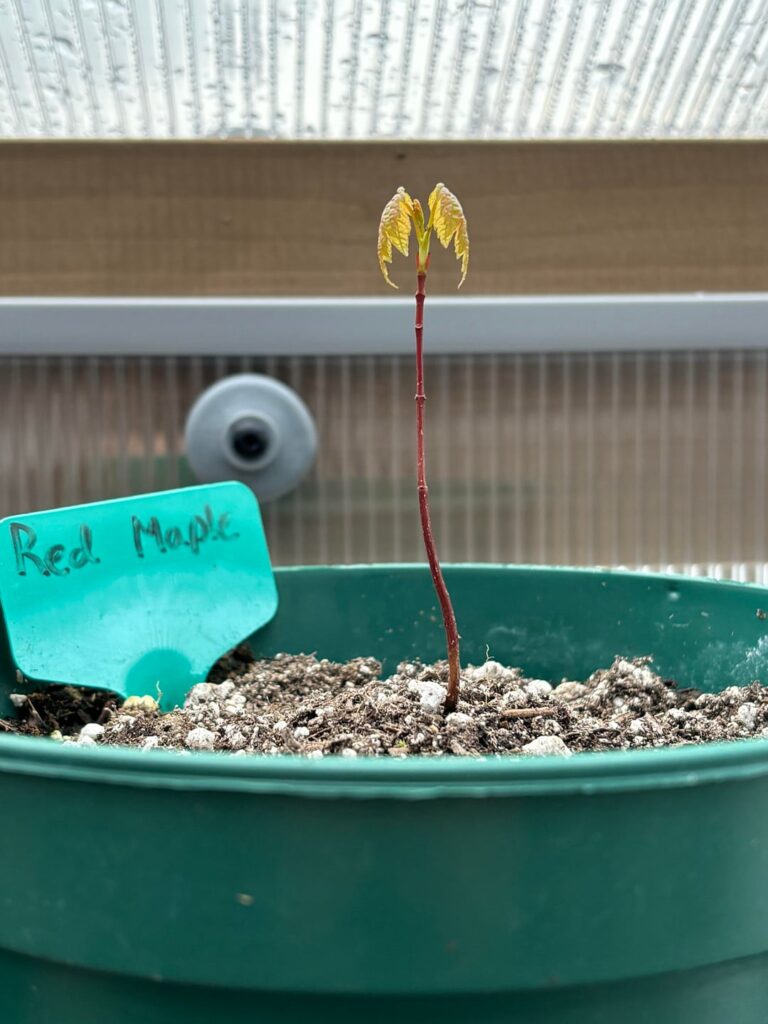 Red Maple volunteer seedling I collected last September is starting to leaf out :) Red Maple volunteer seedling I collected last September is starting to leaf out :)