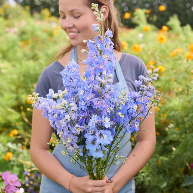 How to Grow and Care for Delphiniums