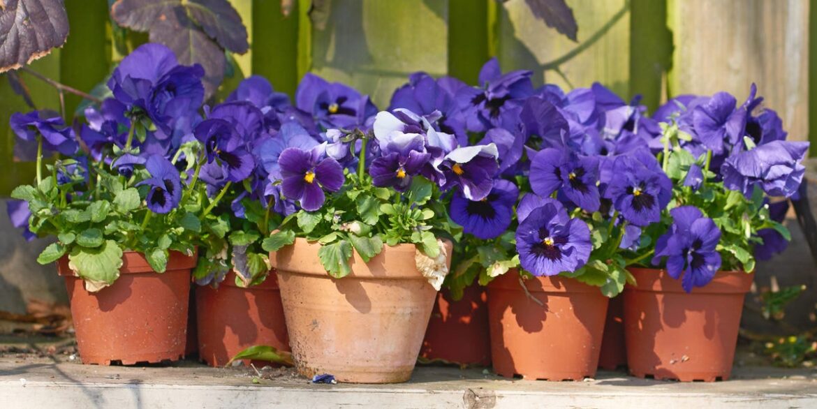 5 Flowers to Plant Now for Early Spring Color 5 Flowers to Plant Now for Early Spring Color