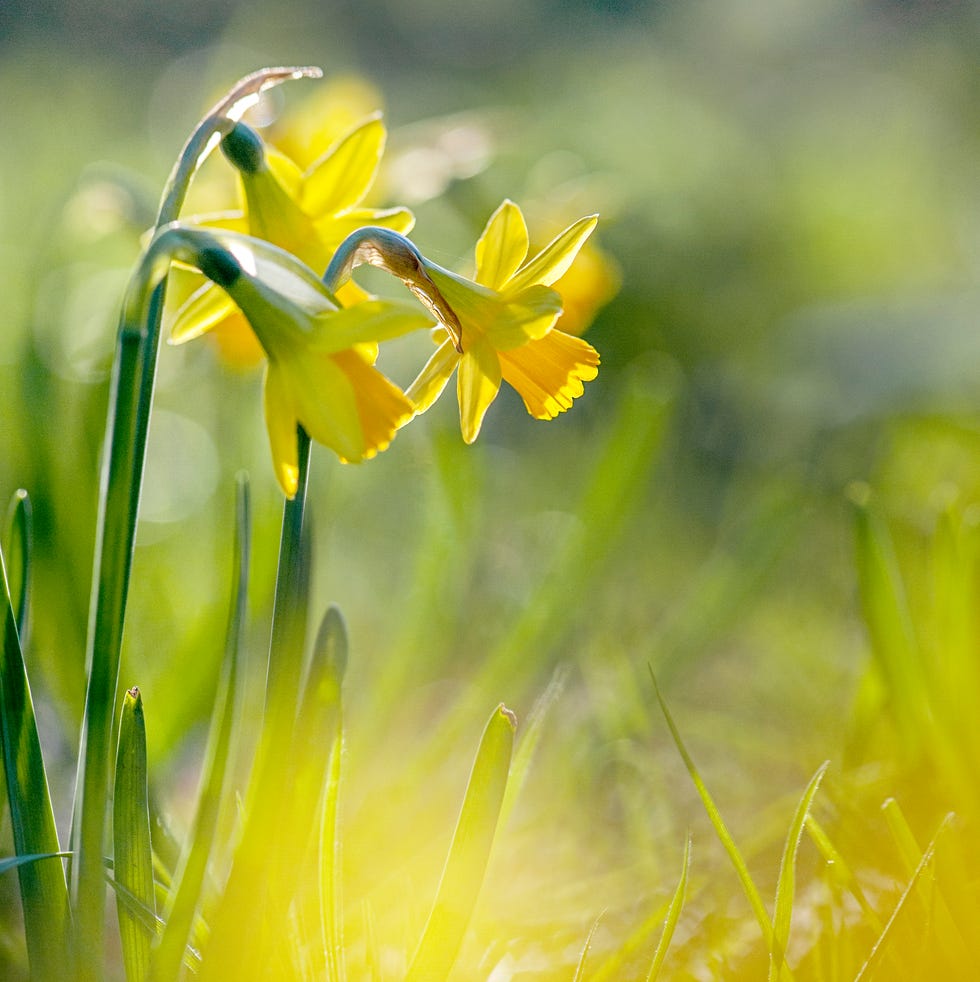 close up image of the beautiful, backlit, yellow daffodil flowers also known as narcissus