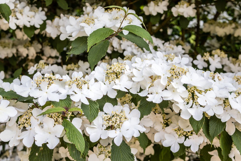 Japanese Snowball (Viburnum plicatum) in bloom what not to prune in spring viburnum