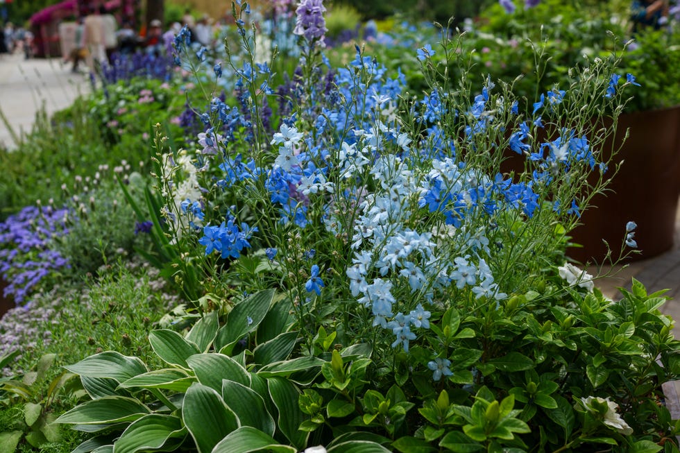 old fashioned flowers delphinium