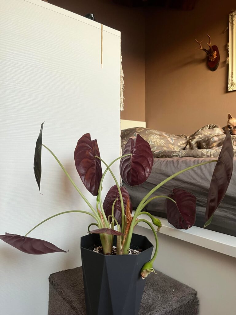 Post-repot meltdown..will my Cuprea recover?