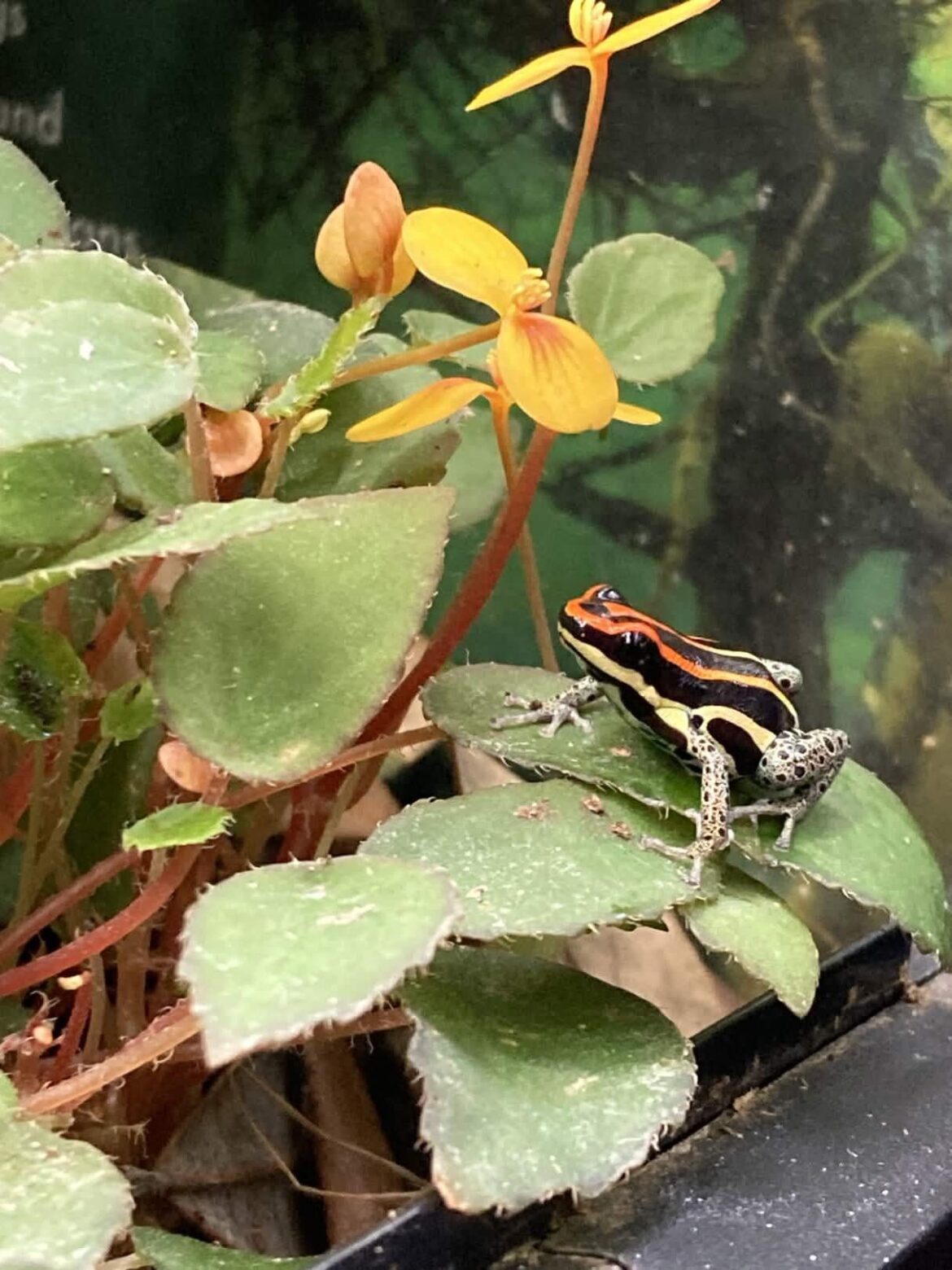 Ranitomeya uakarii among Begonia vankerckhovenii