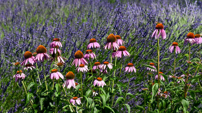 Coneflowers growing with lavender