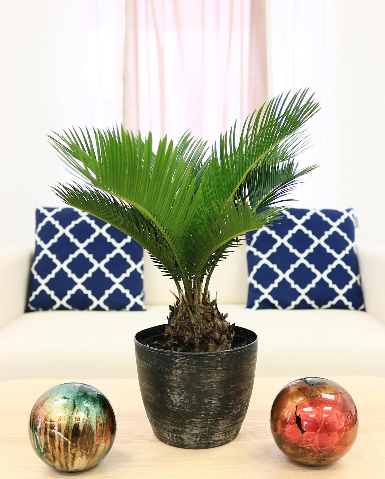 37 Low-Light Houseplants That THRIVE in Darkness