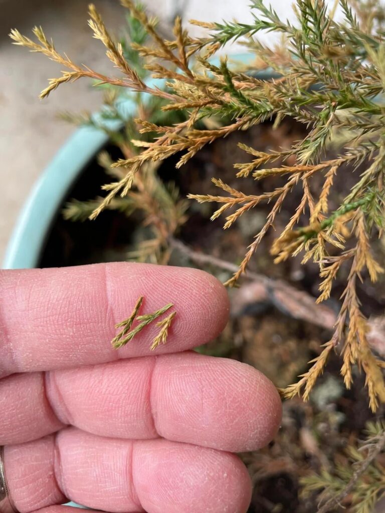 Eastern Red Cedar – winter bronze color or dying? Eastern Red Cedar - winter bronze color or dying?