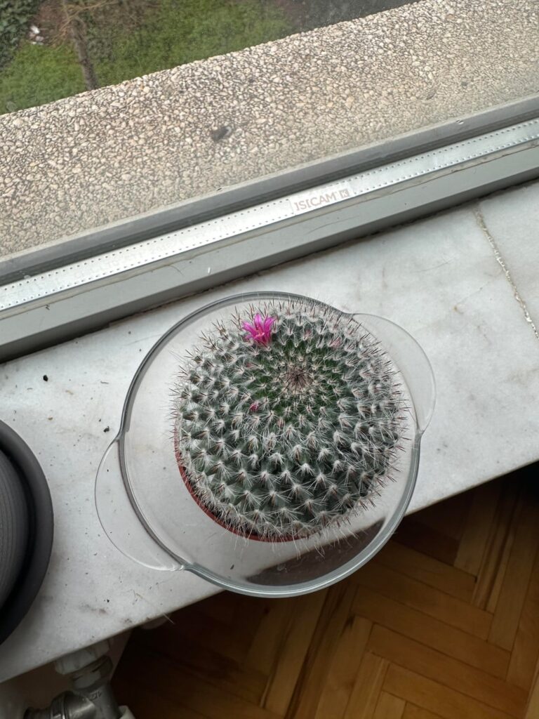 first flowers