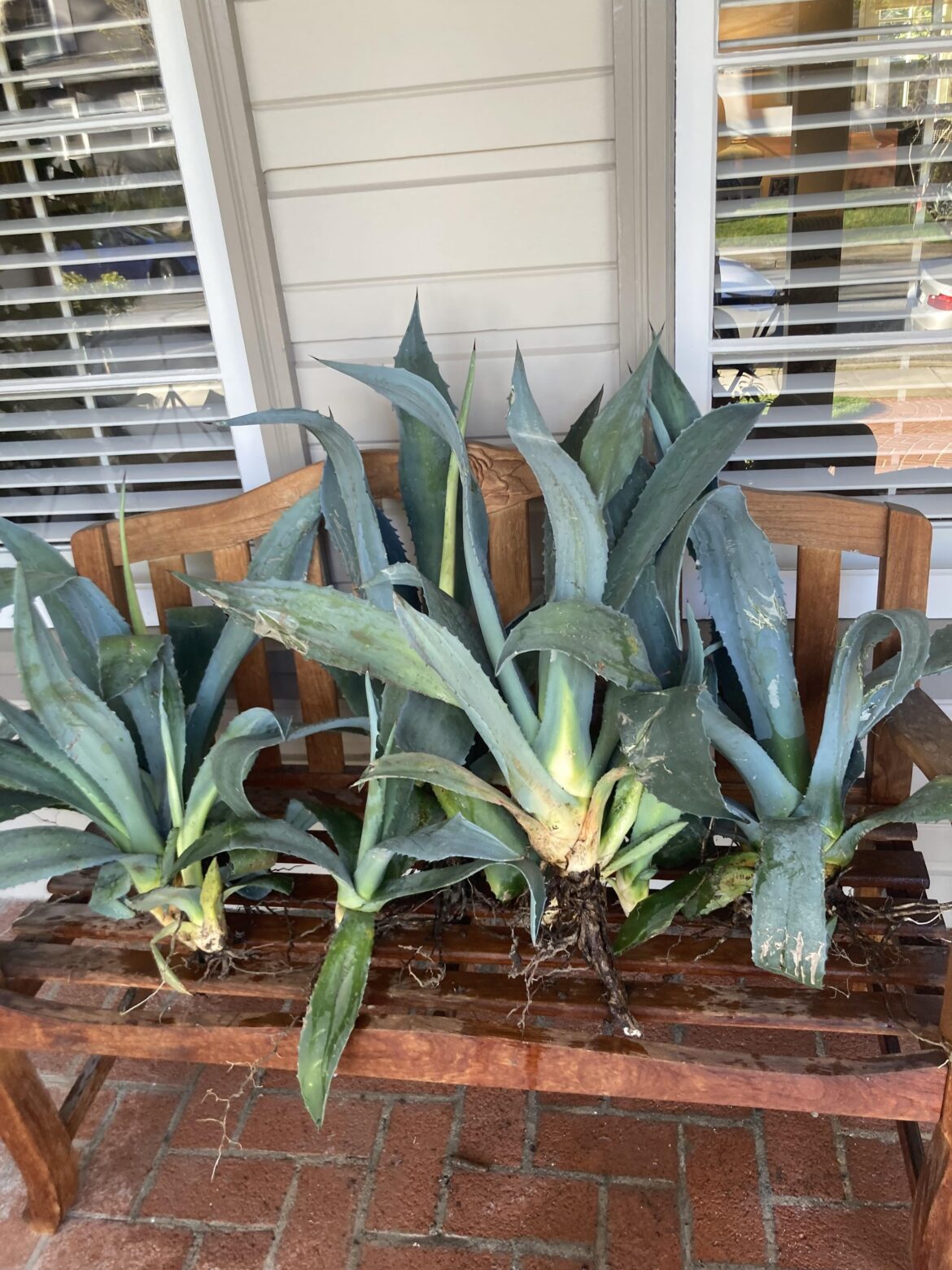 How long can these go without being in dirt? How long can these go without being in dirt?