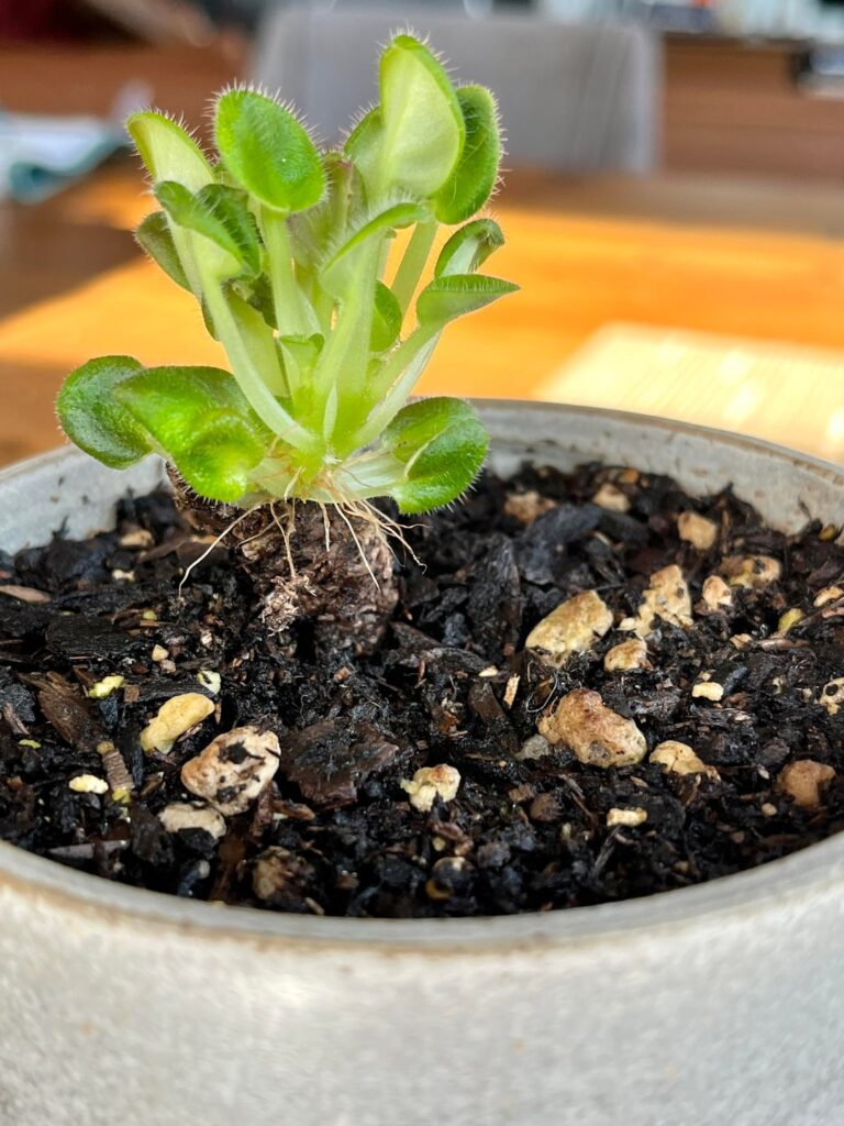 Update: Decapitated Stump is Thriving! Update: Decapitated Stump is Thriving!