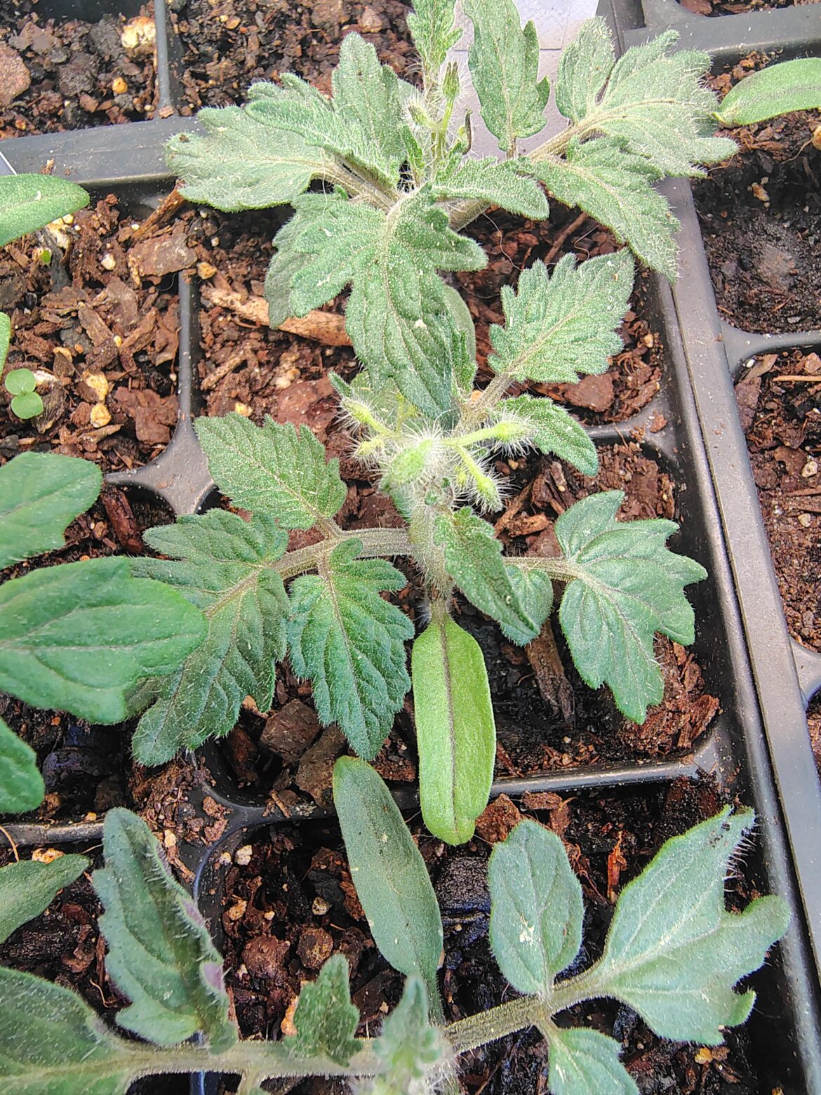 Micro Tom Showing Off