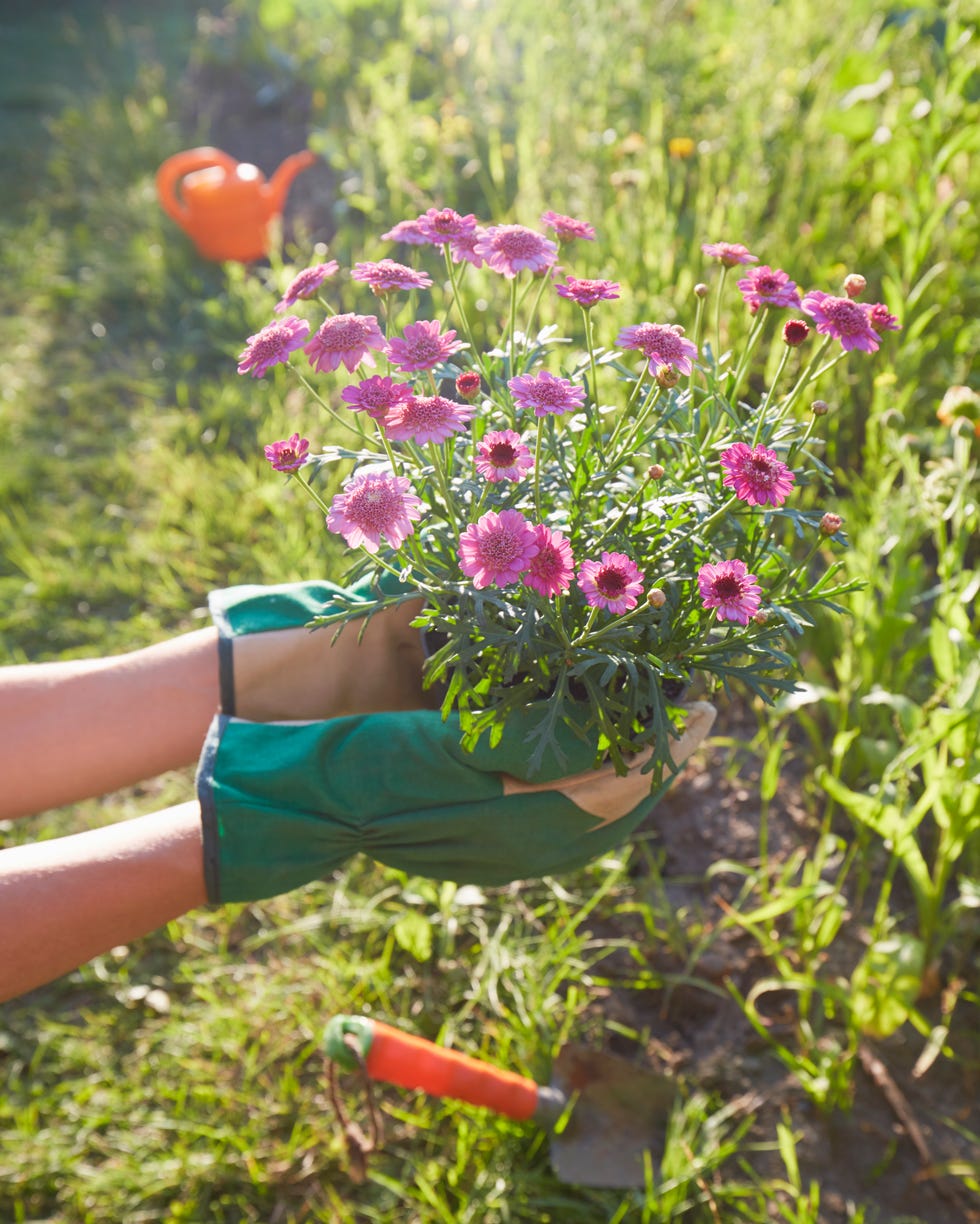Woman holding flowers for planting in the garden
