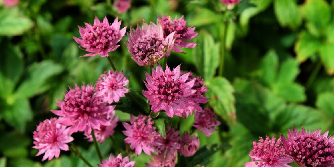 10 Fuss-Free Herbaceous Plants Carol Klein Swears By — Including Beautiful Asters