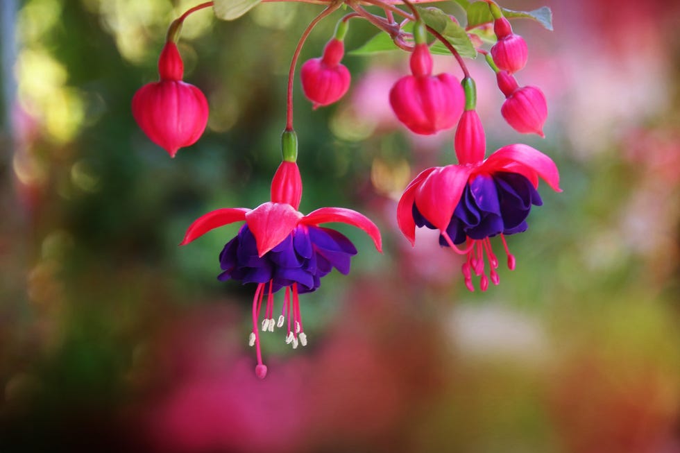 front door shade flower fuchsia