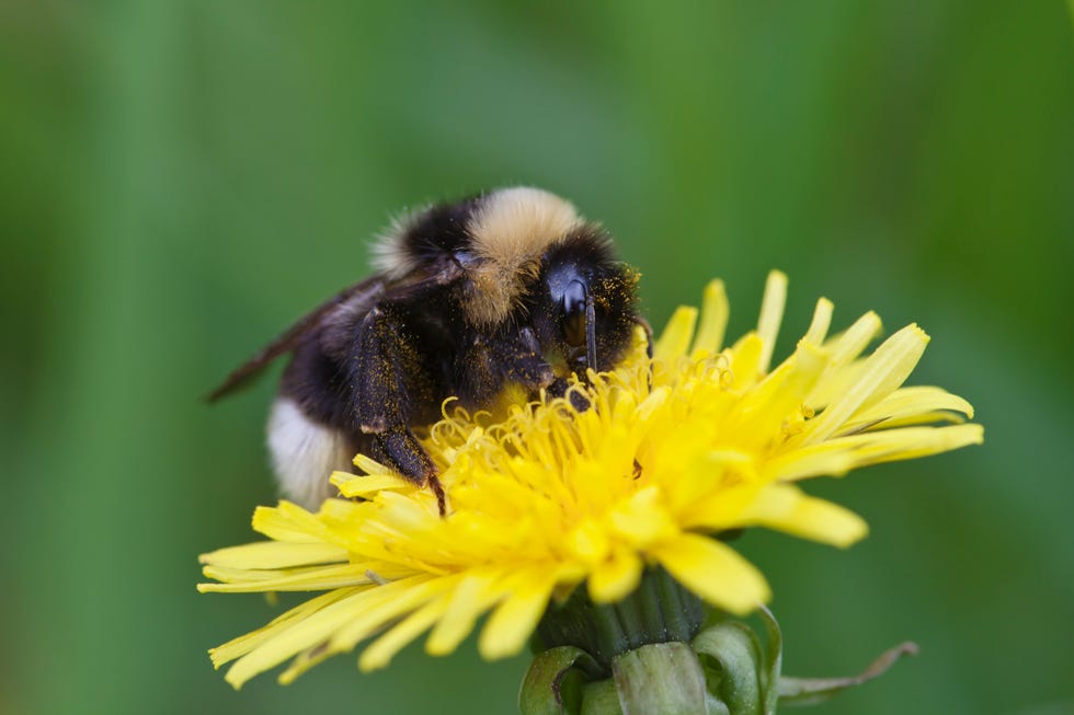 Bumblebee on flower