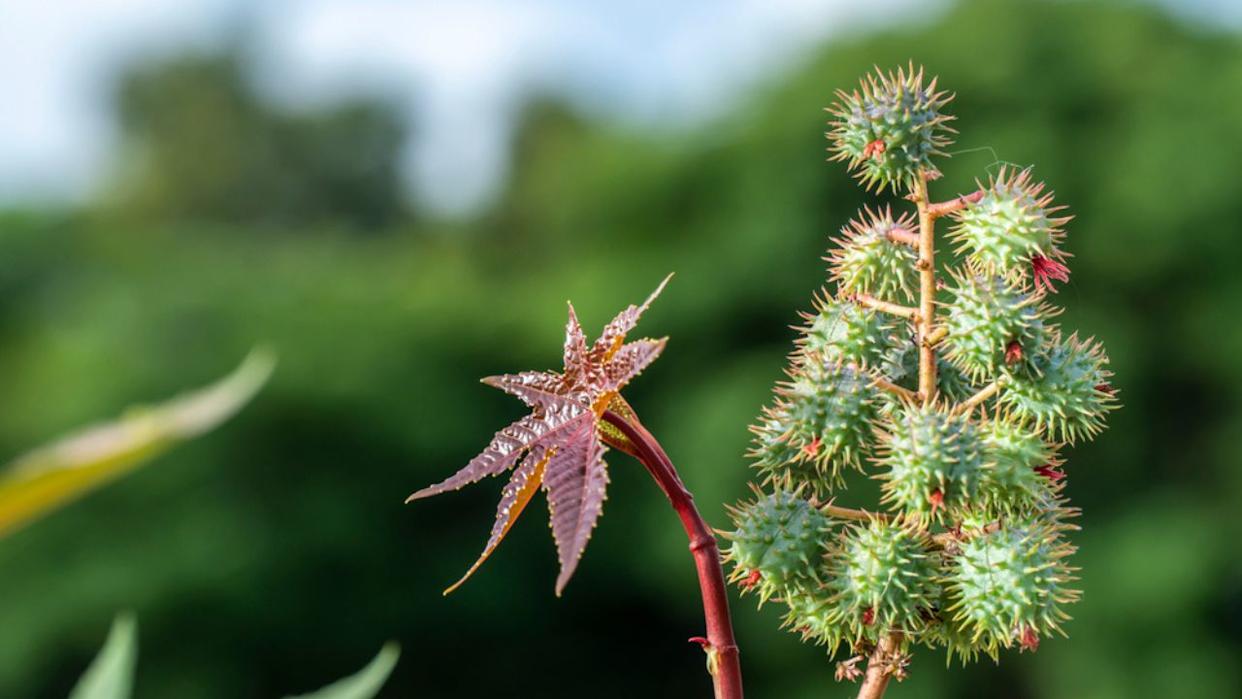 Ricinus communis, the castor bean or castor oil plant, is a species of perennial flowering plant in the spurge family, Euphorbiaceae.