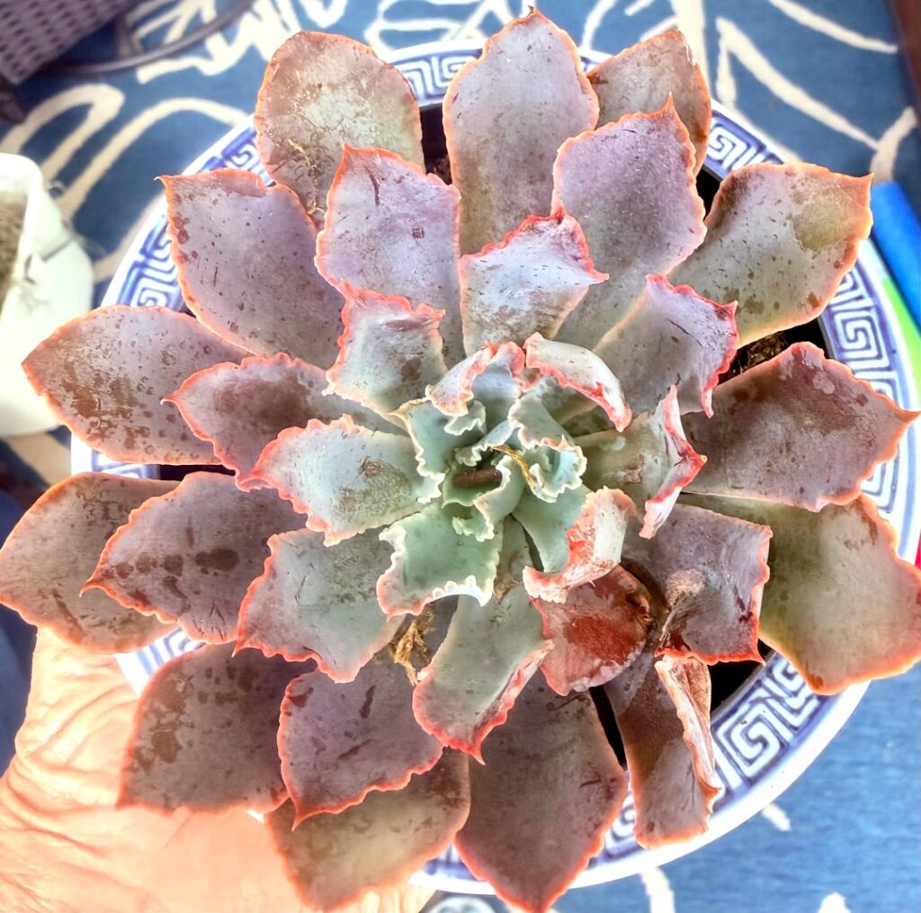 Home Depot find today