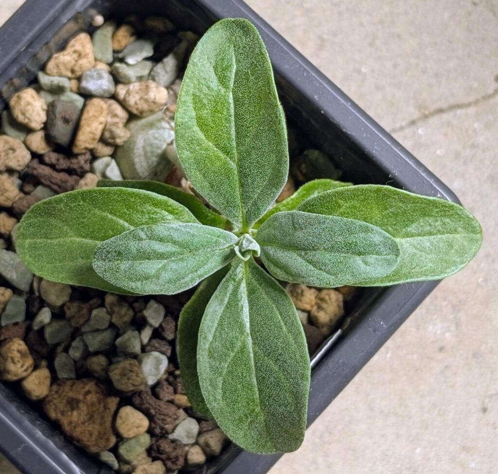 Pterodiscus ruspolii seedling