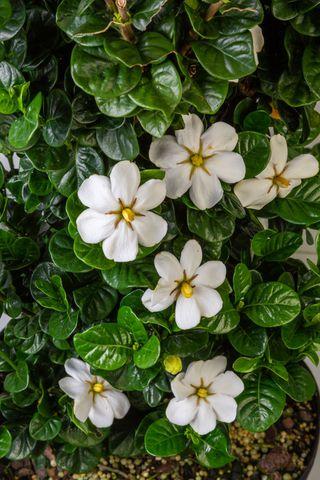 Credit: Southern Living Plant Collection