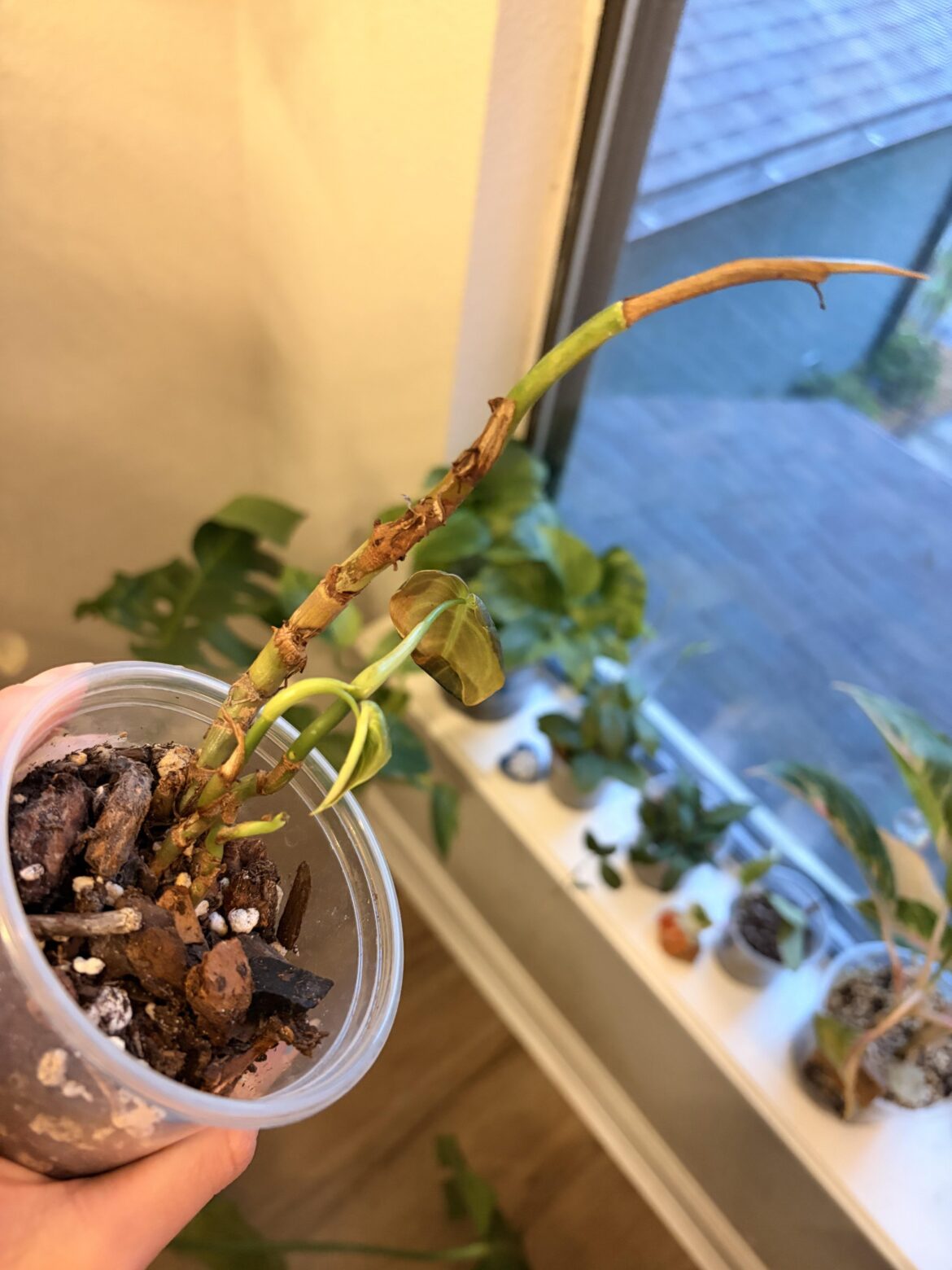Help with philodendron melanochrysum?