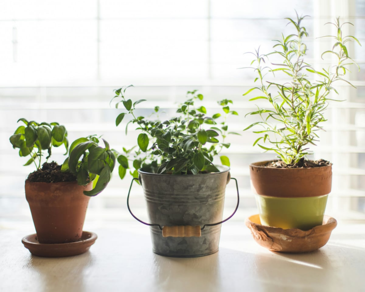 U of I Extension to offer free gardening program in Mt. Morris on March 25 – Shaw Local