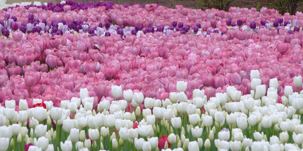 Memphis Botanic Garden kicks off spring with ‘BLOOM’ event