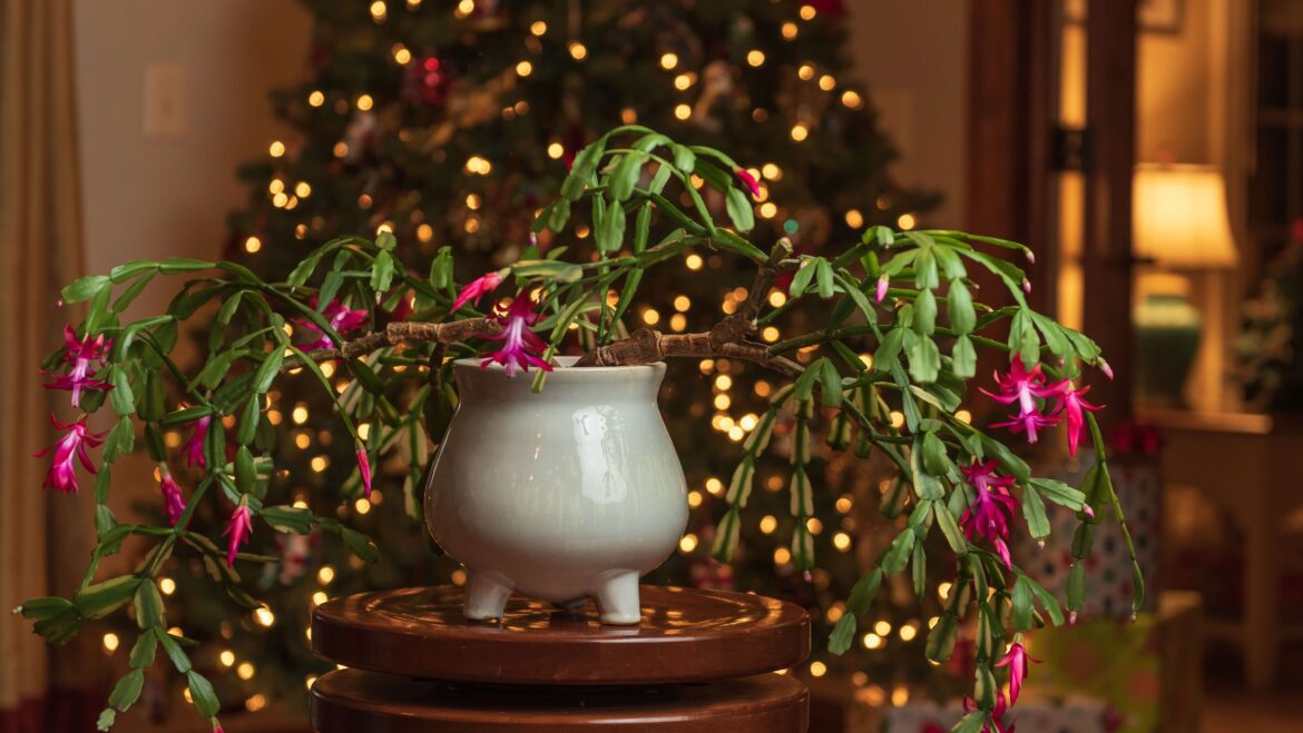 Avoid giving your Christmas cactus this one thing in March — or it might not bloom again next year Avoid giving your Christmas cactus this one thing in March — or it might not bloom again next year