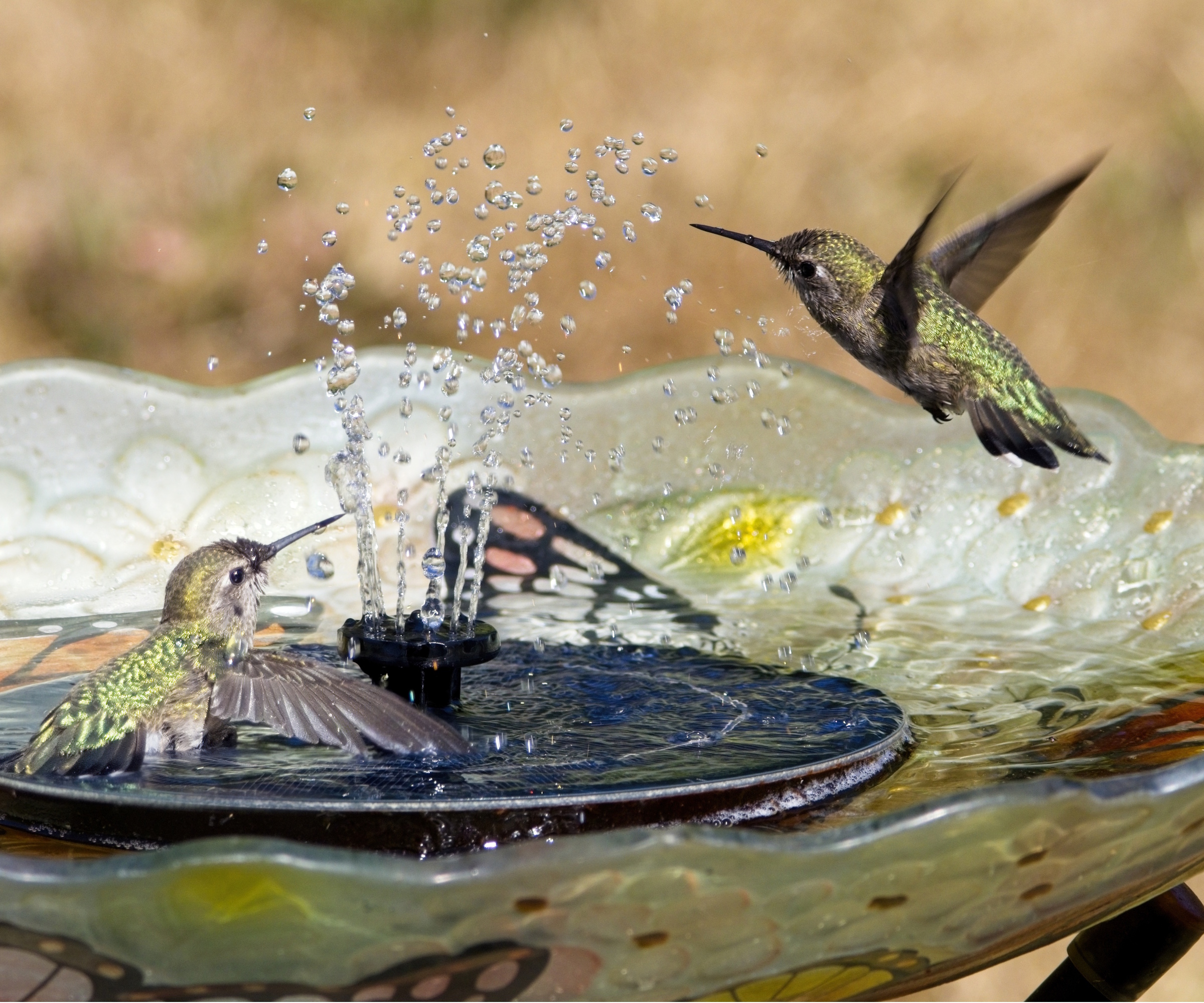 Two hummingbirds bathing