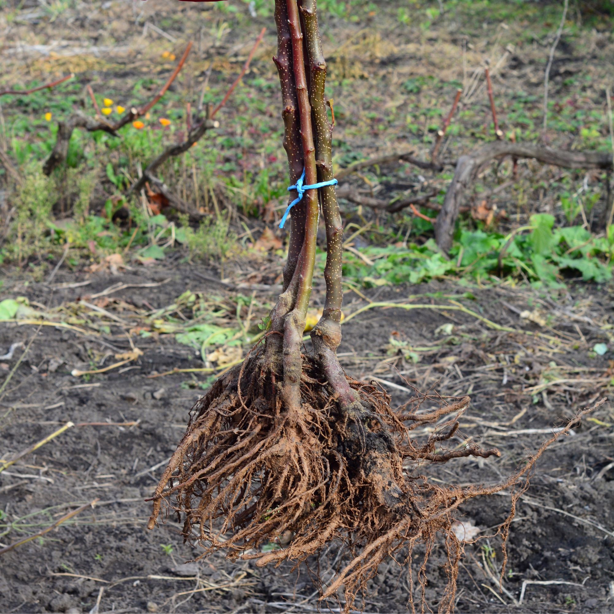 bare root plant