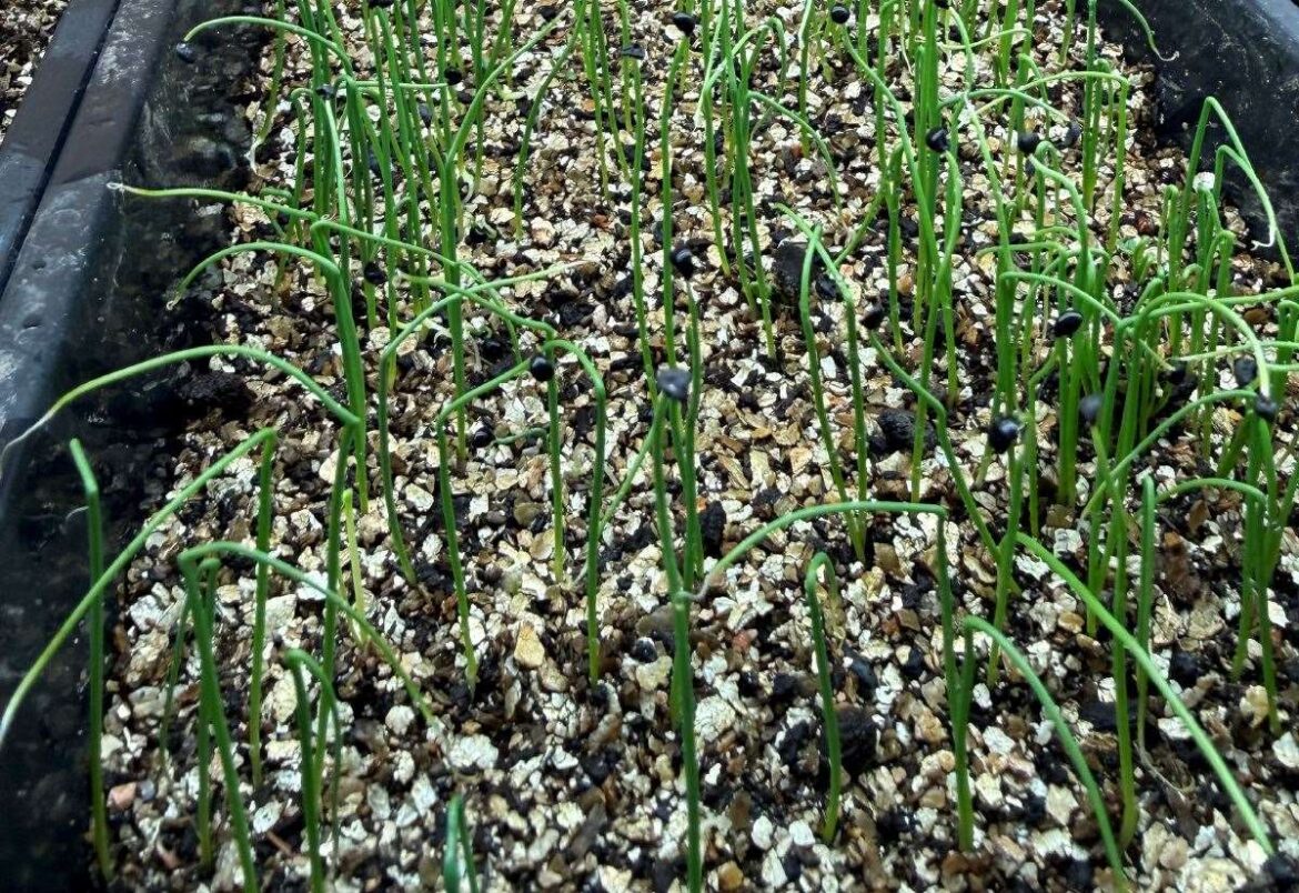 Reaping what you sow - Gayton gardener Jamie Marsh explains what to plant and when