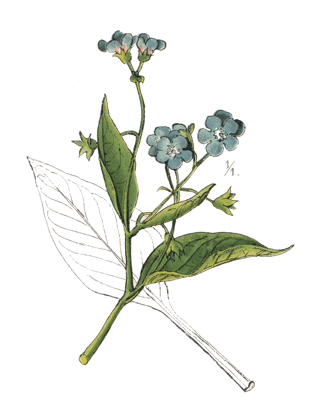 botanical illustration of a flowering plant with distinctive leaves and blue flowers