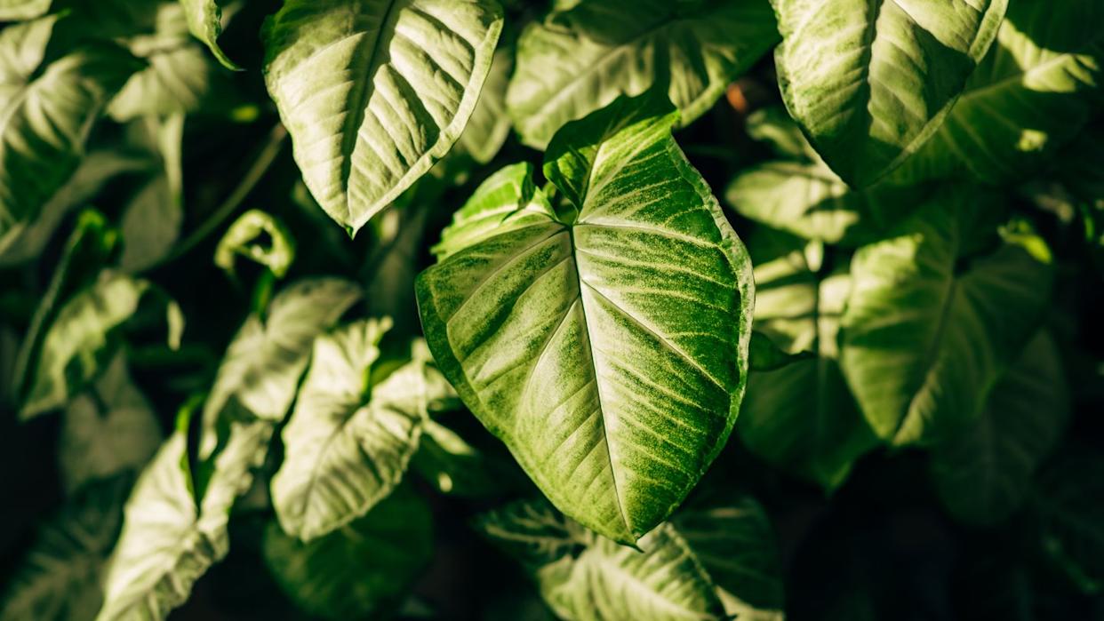 abstract green leaf texture, nature background, tropical leaf.