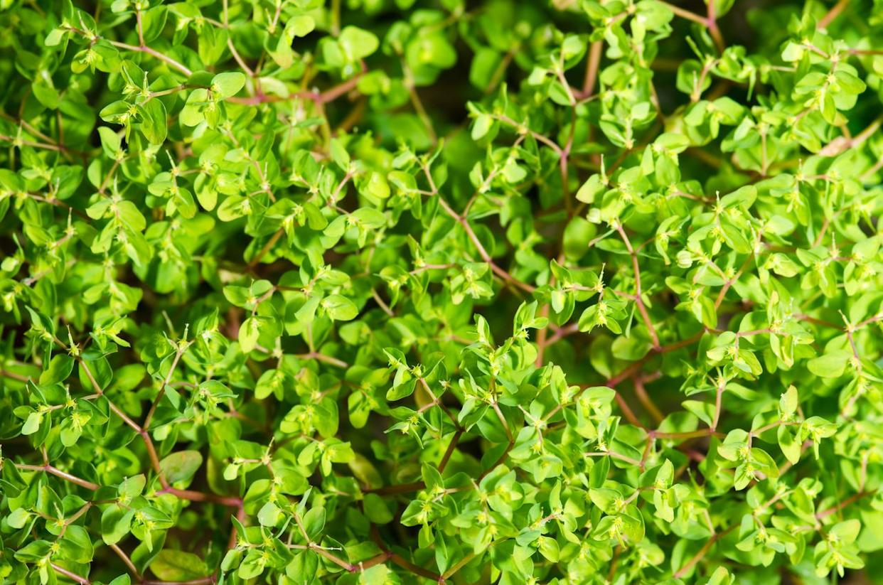 Euphorbia peplusCredit: MIMOHE / Getty Images