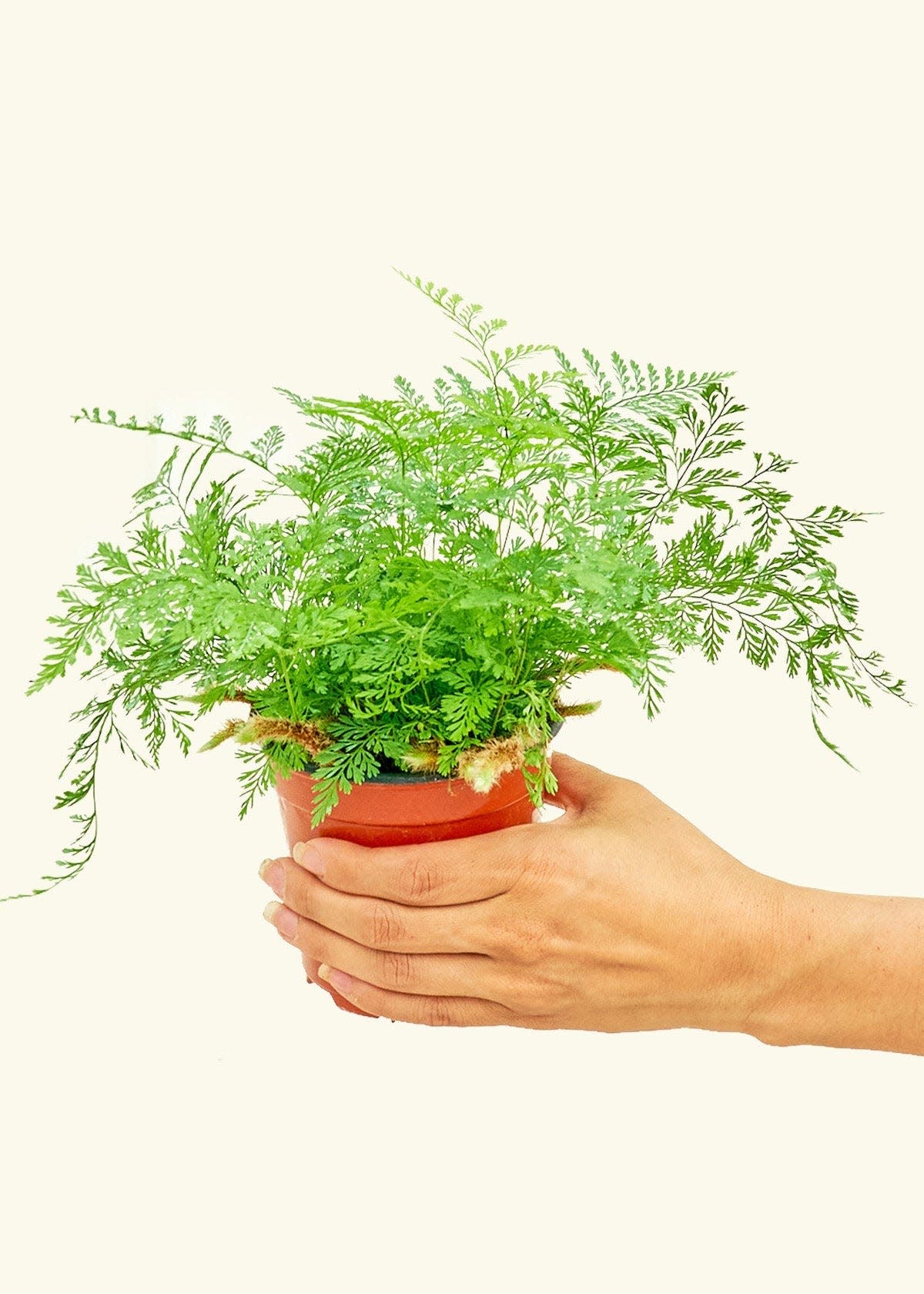 37 Low-Light Houseplants That THRIVE in Darkness