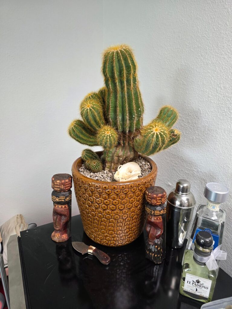 Fresh repot for my Parodia Magnifica! Fresh repot for my Parodia Magnifica!