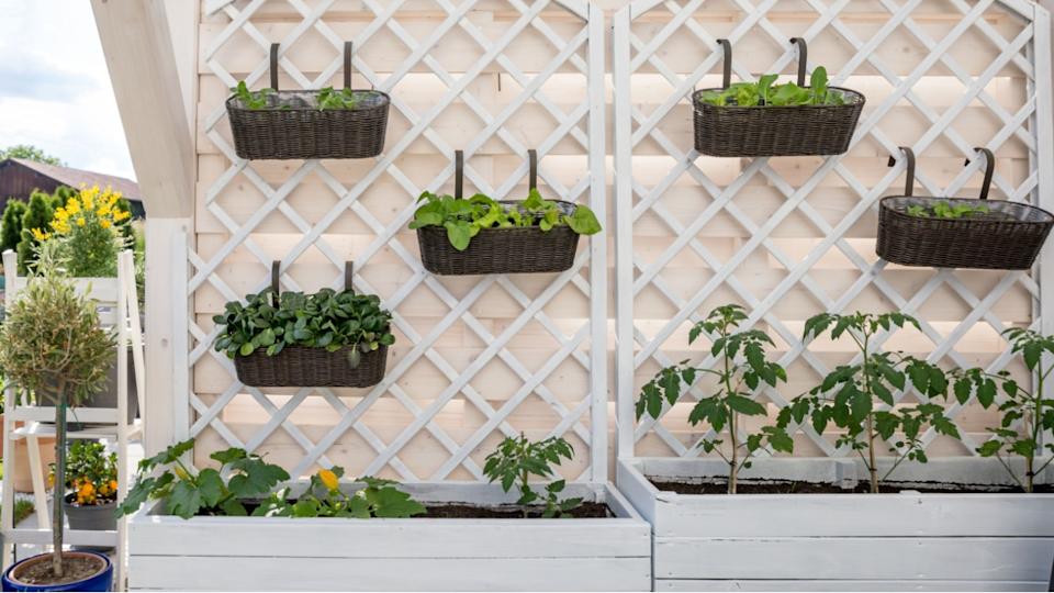 Vegetables and salad in decorative vertical garden and raised bed.