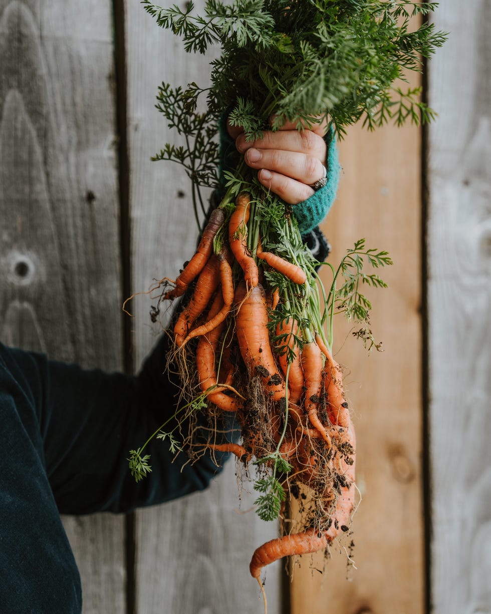 bunch of carrots pulled from the ground held aloft in the air bunch of carrots pulled from the ground held aloft in the air