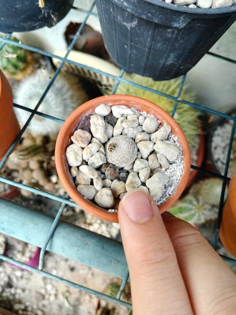 Mammillaria hermosana ready to be "hermosa" again