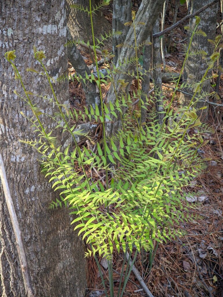 Lone Royal Fern emerging