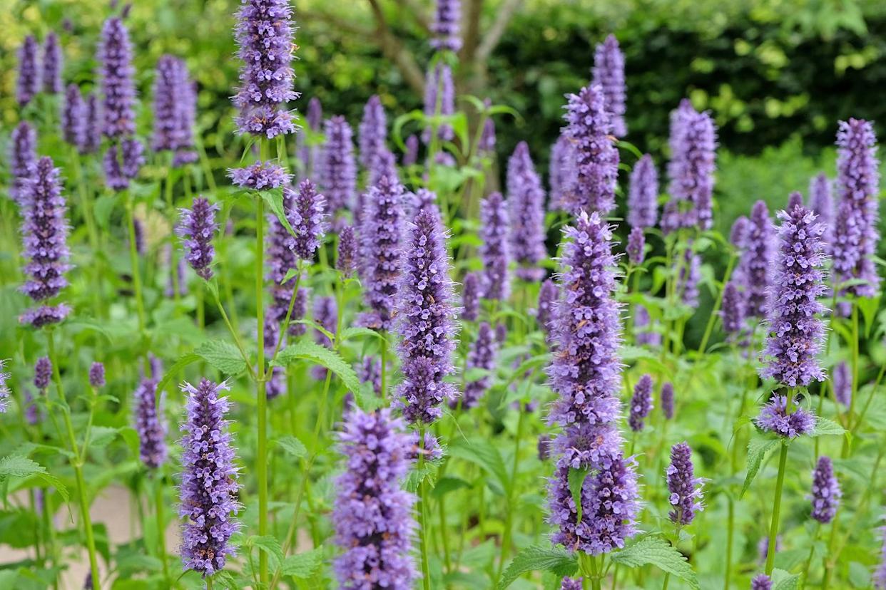 Credit: Alex Manders / Getty Images